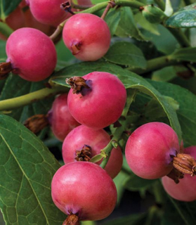 Vaccinium corymbosum  'Pink Blueberry'